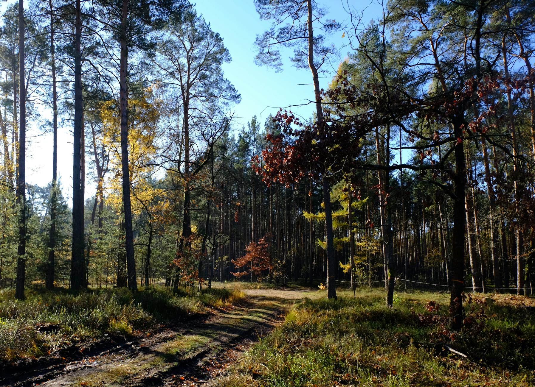 Szczecin otwiera konkurs na projekty kulturalne 2026