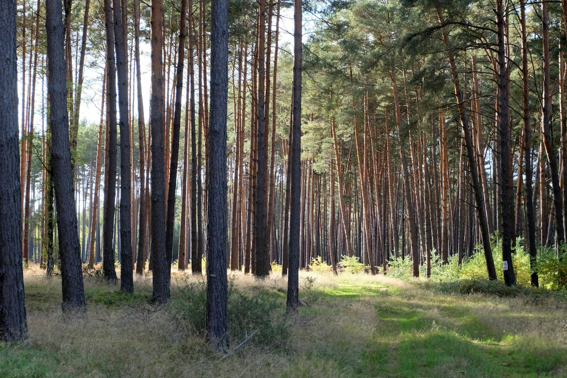 Pogoń Szczecin w centrum uwagi: Akademia i ważne starcie ligowe